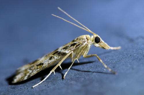 Eudonia angustea